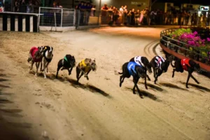 Bật Mí Cách Chơi Đua Chó King88 Bách Phát Bách Trúng