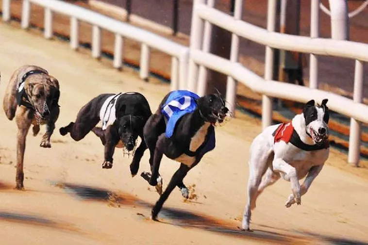 Bật Mí Cách Chơi Đua Chó King88 Bách Phát Bách Trúng 2 Bật Mí Cách Chơi Đua Chó King88 Bách Phát Bách Trúng