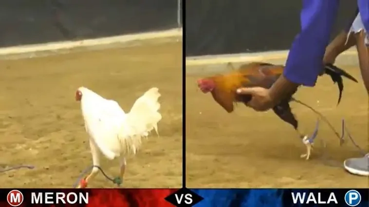 Hướng Dẫn Chơi Đá Gà Sabong Tại King88 Từ Chuyên Gia 2 Hướng Dẫn Chơi Đá Gà Sabong Tại King88 Từ Chuyên Gia